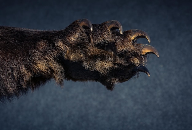 Pata de oso negro con garras afiladas