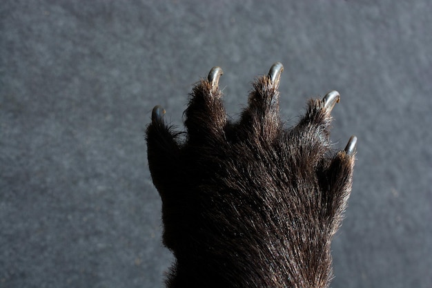 Foto pata de oso negro con garras afiladas