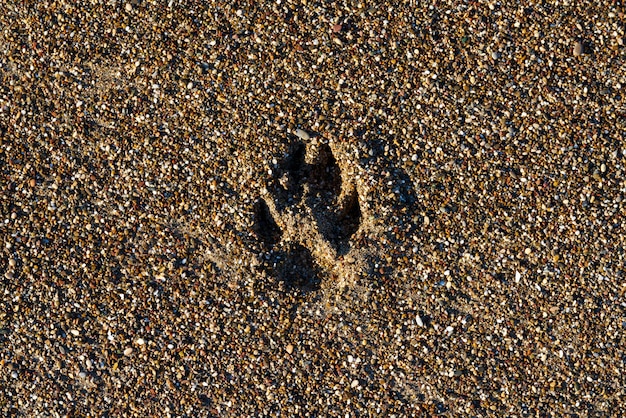 Foto pata de perro en la arena