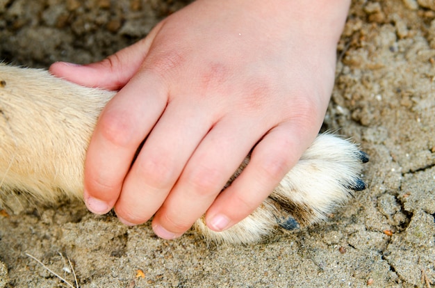 Foto pata del perro del control de la mano del niño. toque de confianza y amistad.