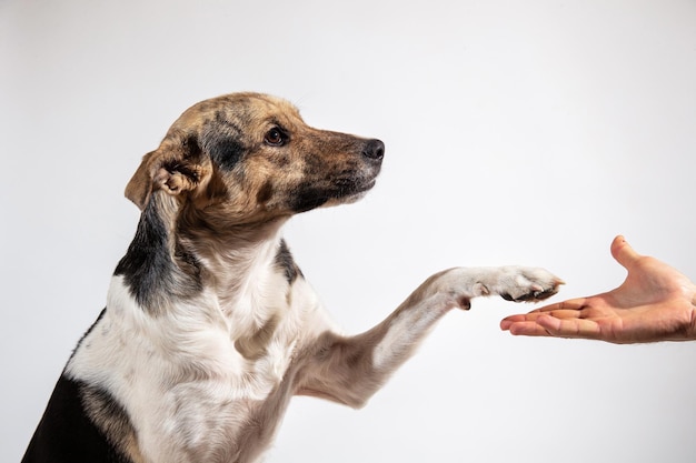 Pata de perro y mano humana haciendo un apretón de manos