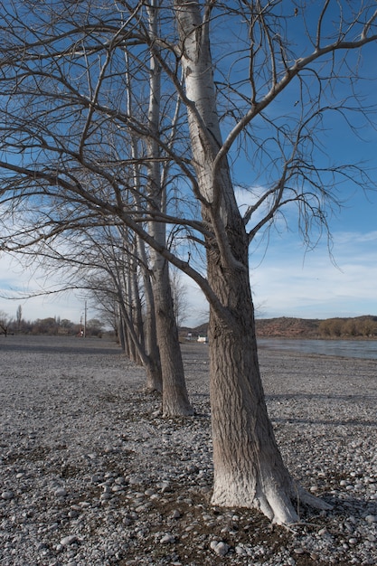 Patagônia Argentina - Neuquen