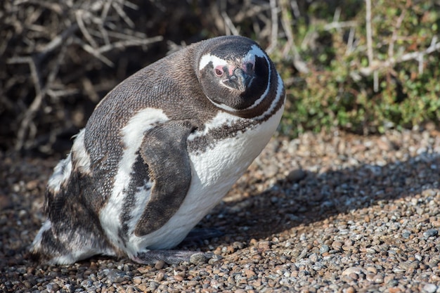 Patagonia Pinguin Nahaufnahme Porträt