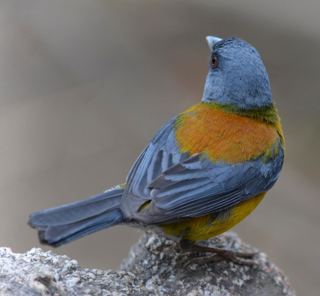 Patagonischer Comeebo, farbiger Vogel aus Patagonien