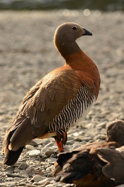 Patagonischer Vogel Real Cauquen