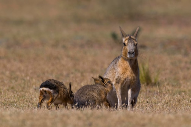 Patagonisches Meerschweinchen und Welpen, die Dolichotis patagonum Halbinsel Valdes Chubut PatagoniaArgentina säugen