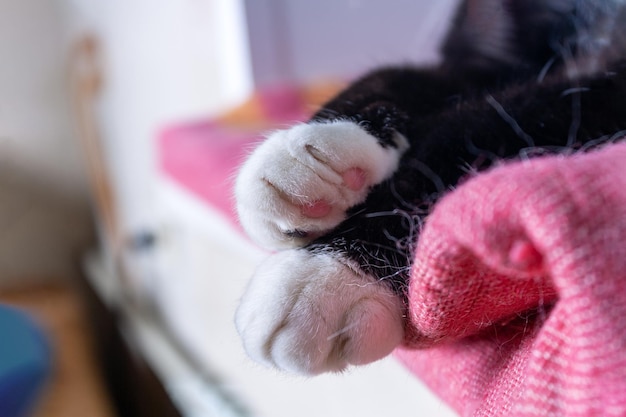 Patas brancas de um gato preto com almofadas rosa