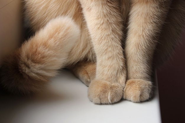 Patas y cola de un gato rojo que se sienta en el primer plano de la ventana.