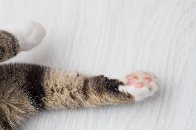 Patas da frente de um gato close-up em branco