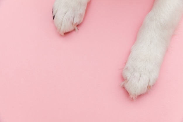 Foto patas de cachorro branco cachorro isoladas na moda pastel rosa