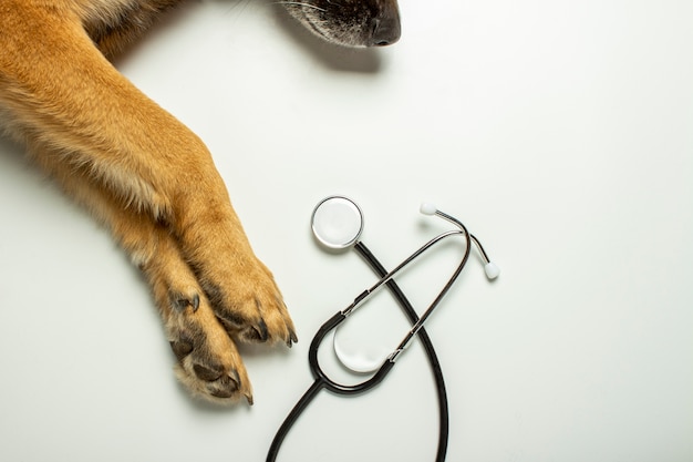 Patas de cachorro e estetoscópio médico