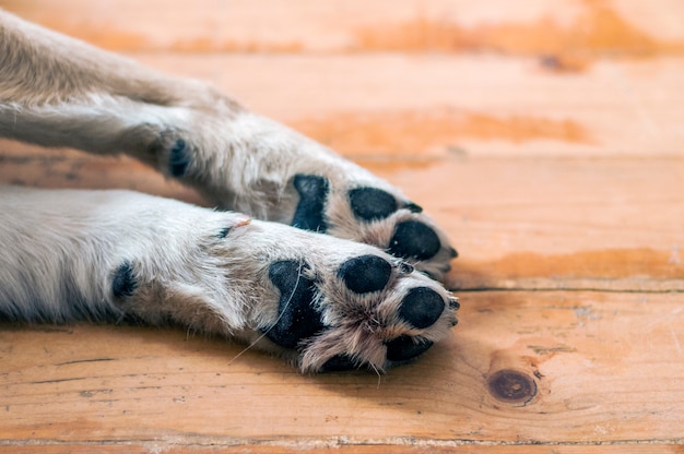 Patas de cachorro no chão de madeira