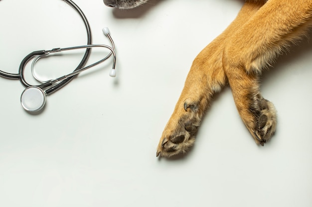 Patas de cão e estetoscópio do médico sobre um fundo claro. Clínica veterinária conceito, abrigo, veterinário, assistência animal.