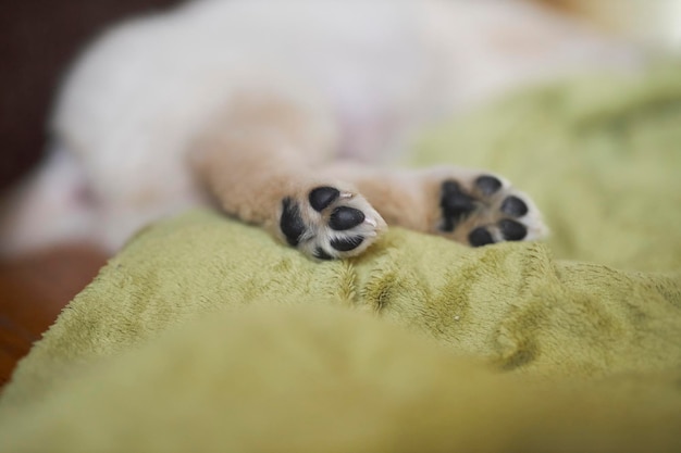 patas de filhote de golden retriever de um filhote de golden retriever patas e cauda de um filhote de cachorro closeup