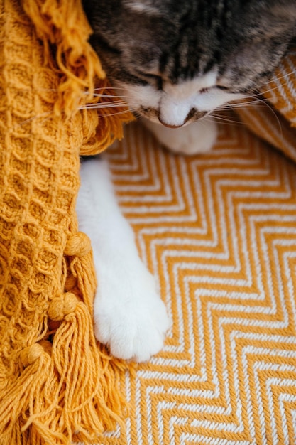 Patas de gato branco e um focinho em um cobertor laranja