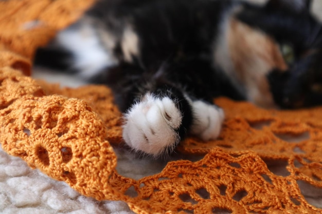 Patas de gato em close-up contra o fundo de um gato adormecido sob ele há um guardanapo aberto