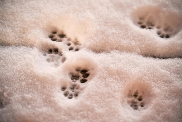 Patas de gato na neve fresca Pegadas de gato na neve Rastros de gato na neve fresca