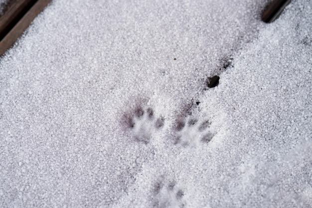 Patas de gato na neve Pegadas de pata de gato no terraço de madeira com neve Animais domésticos explorando ao ar livre no inverno