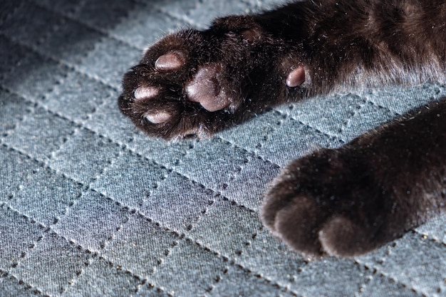 Foto patas de um gato preto com almofadas escuras protetor de tela de desktop bonito