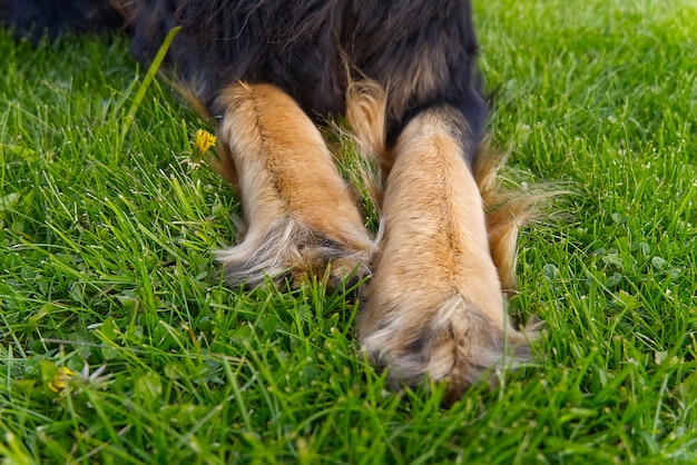 Patas dianteiras de um cachorro.