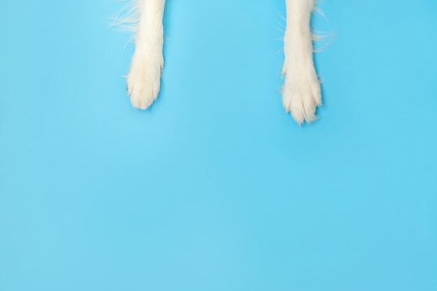 Las patas divertidas del border collie del perro de perrito se cierran para arriba aislado en superficie azul. Cuidado de mascotas y concepto de animales. Vista superior de la pierna del pie del perro. Lugar de copia plana endecha espacio para texto.