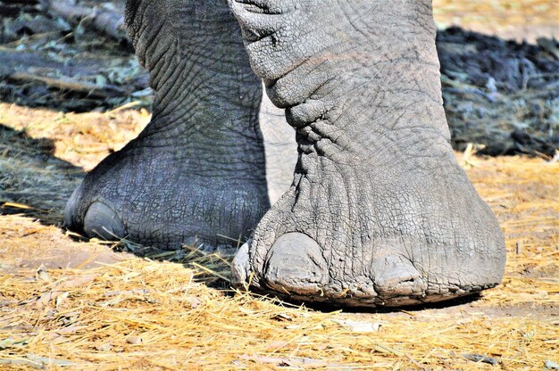 Foto las patas de un elefante en primer plano