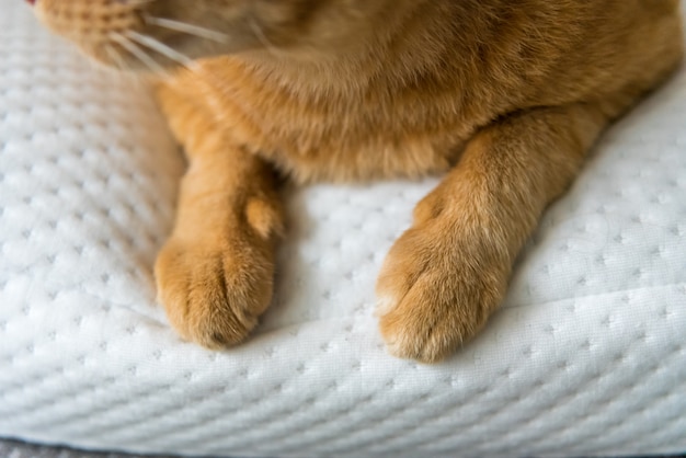 Patas de gato amarillas Acostado sobre una almohada blanca suave