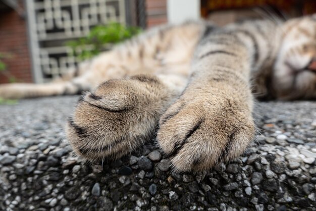 Patas de gato en la calle