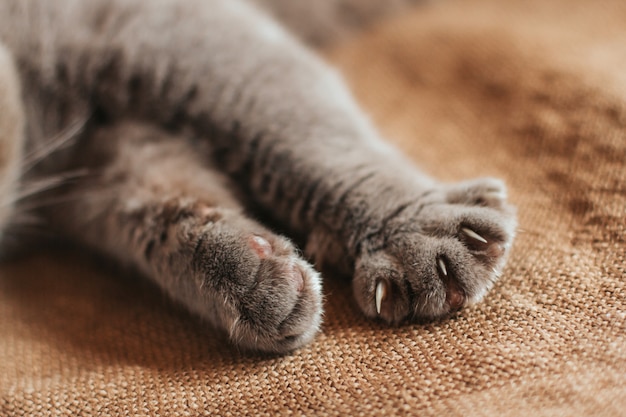 Foto patas de un gato gris sobre una vieja arpillera. gato feliz muestra sus garras.