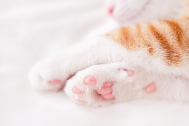 patas de gato rojas y blancas con almohadillas rosas se encuentran en una manta blanca