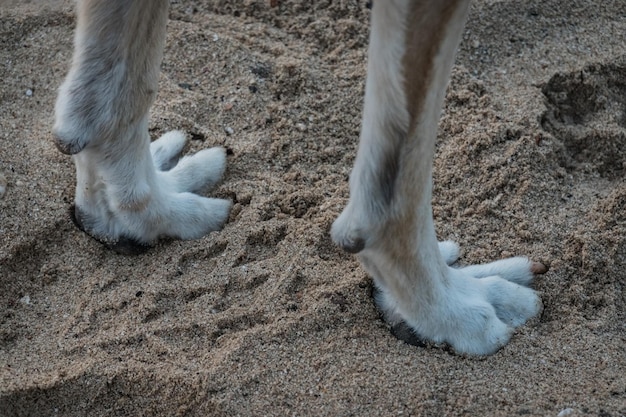 patas de un perro en la arena fina de una playa en vacaciones