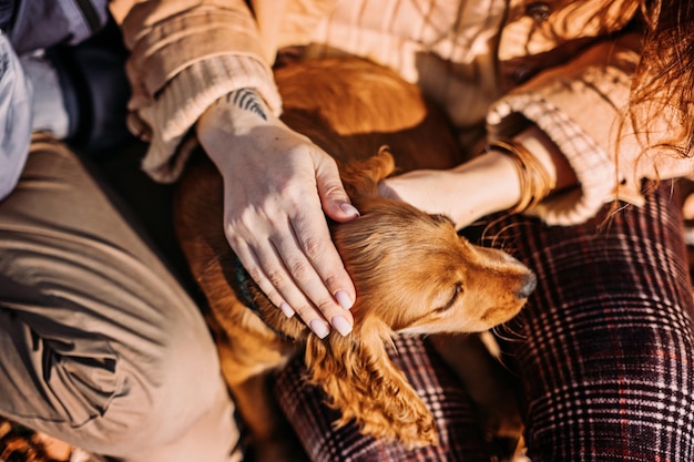 Patas de perro con manos humanas de cerca Mujer camina con un pequeño cachorro de cocker spaniel inglés en el parque de otoño Mascota amor amistad confianza ayuda entre el dueño y el perro