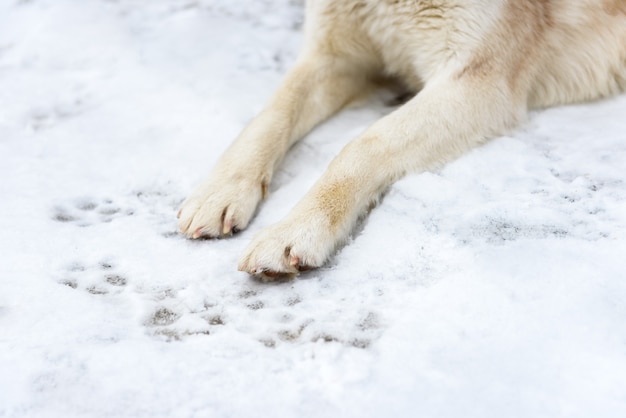 Patas de un perro en la nieve