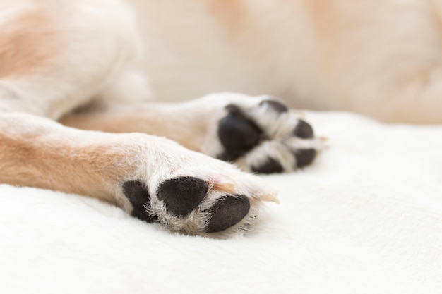 Foto patas de perro, el tema del cuidado de las mascotas.