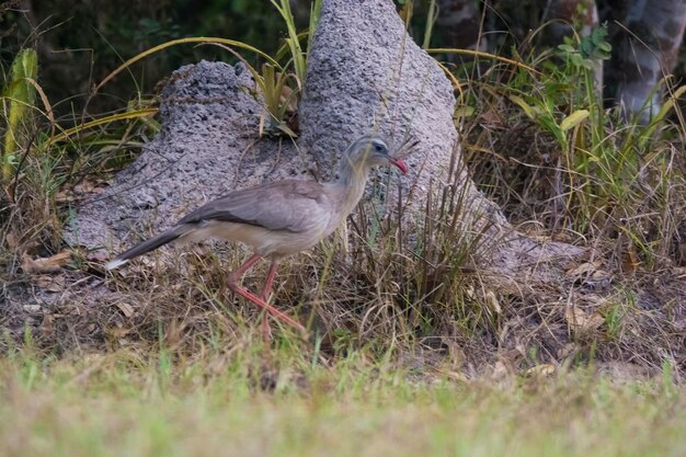 Patas rojas Seriema Pantanal Brasil