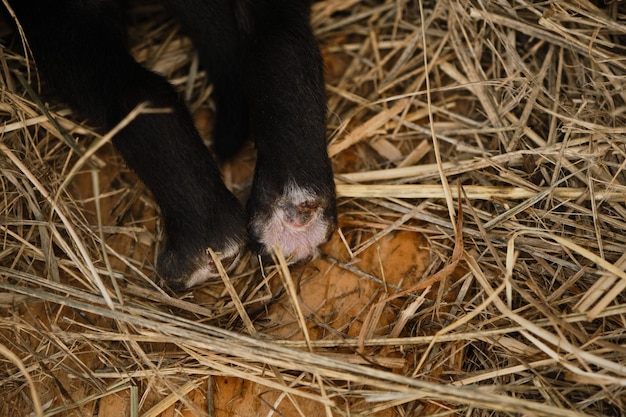 Patas traseras de cachorro negro recién nacido en vista cercana de heno desde arriba Pequeño husky de Alaska