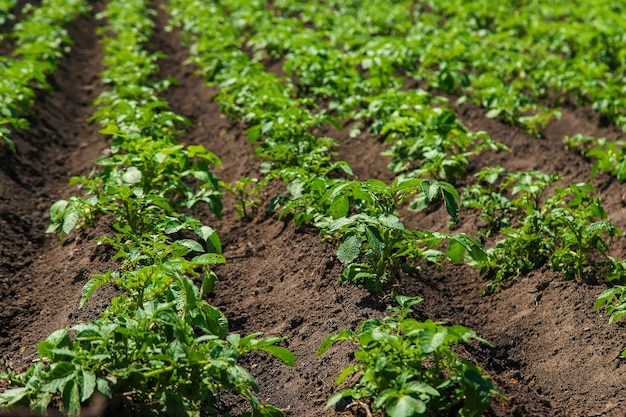 La patata crece en el jardín Enfoque selectivo