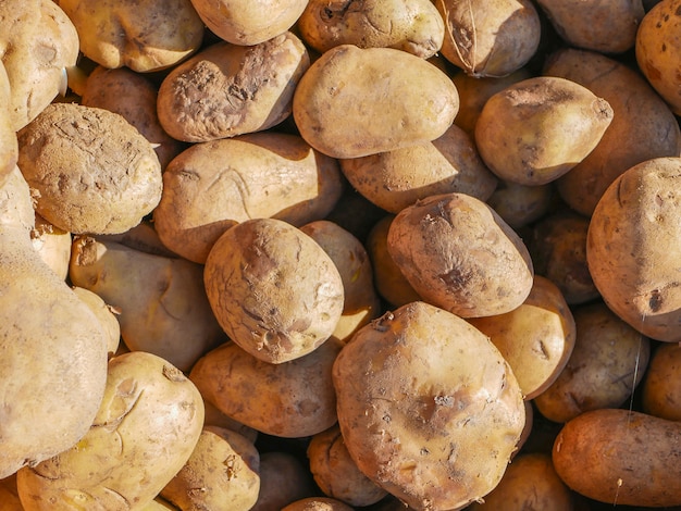 Patatas al sol. Un montón de papas. Una pila de papas marrones en el sol. cosecha de papa