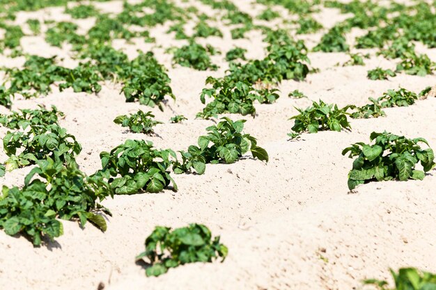 Patatas en el campo