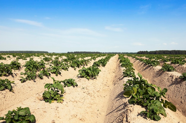 Patatas en el campo