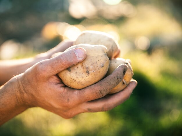 Patatas cultivadas en jardín. Granjero con verduras en sus manos. Comida