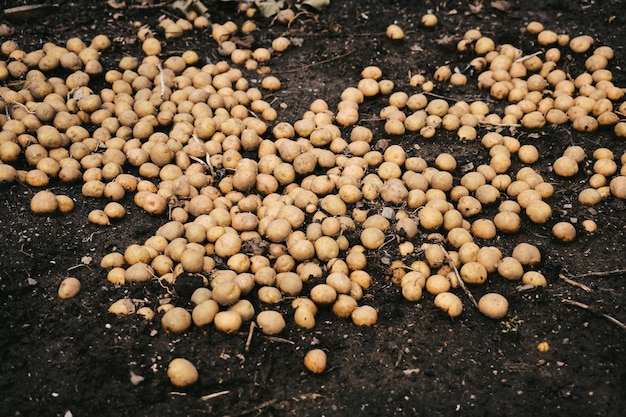 Las patatas desenterradas están en el suelo.