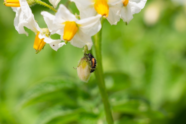 Las patatas florecen en el jardín con flores blancas escarabajo en el arbusto