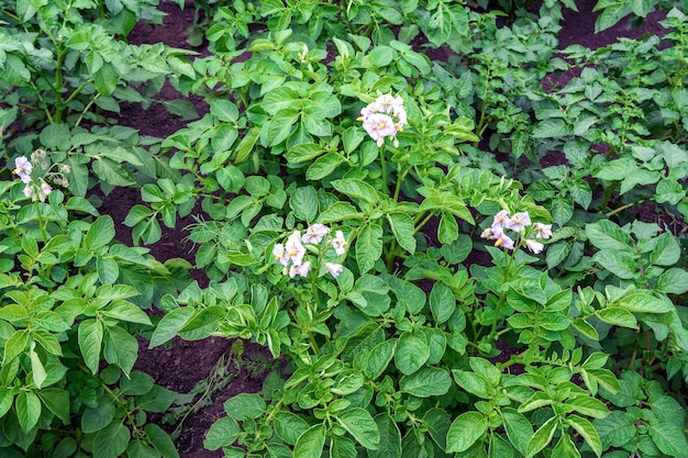 Patatas florecientes en la cama del jardín Agricultura y horticultura