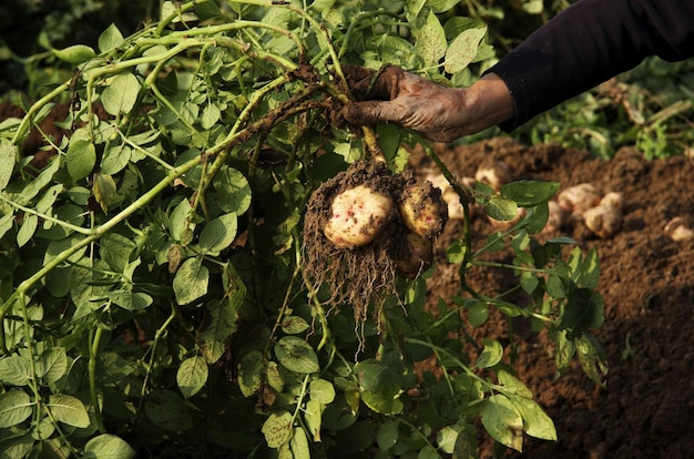 Foto patatas frescas del campo