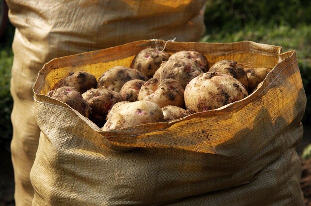 Patatas frescas del campo