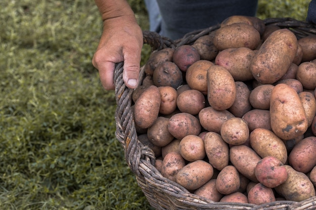 Patatas Frescas En Cesta De Mimbre De Madera En El Suelo. Patatas de cosecha de temporada