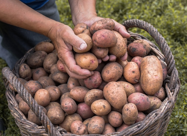 Patatas Frescas En Cesta De Mimbre De Madera En El Suelo. Patatas de cosecha de temporada