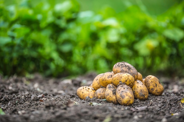 Patatas frescas que se encuentran sueltas en el suelo.