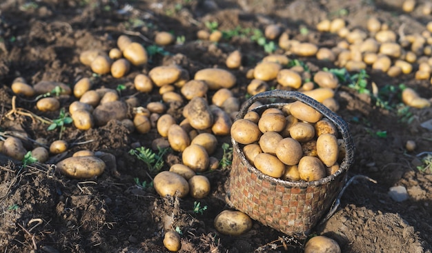 Patatas frescas del suelo. Cesta con patatas. Agricultura.